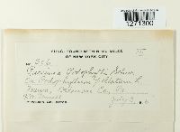 Puccinia podophylli image