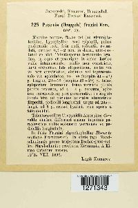 Image of Macruropyxis fraxini