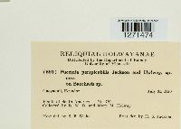 Puccinia perspicabilis image