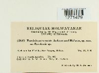 Puccinia pervenusta image