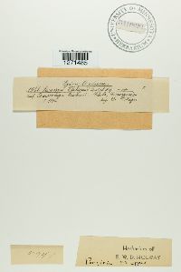 Puccinia philippii image