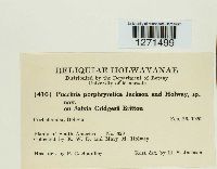 Puccinia porphryretica image