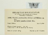 Puccinia porphryretica image