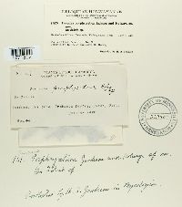 Puccinia porphryretica image