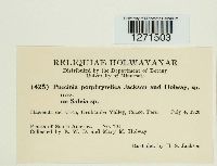 Puccinia porphryretica image