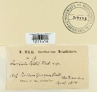 Puccinia psidii image