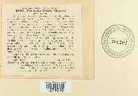 Puccinia psidii image