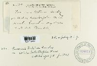 Puccinia urticae image