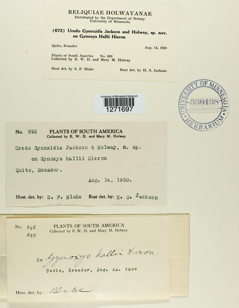 Uredo gynoxidis image