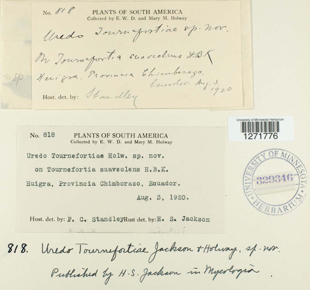 Uredo tournefortiae image