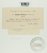 Uromyces geranii image