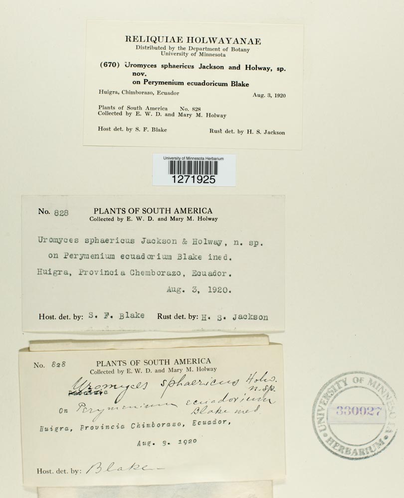 Uromyces sphaericus image