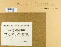 Cercospora scandens image