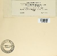 Image of Cercosporella filicis-feminae