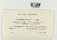 Cerebella paspali image