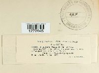 Cerebella paspali image