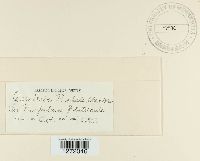 Cerebella paspali image