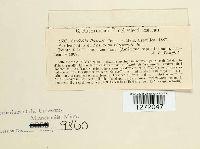 Cerebella paspali image