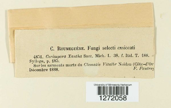 Ceriospora xantha image