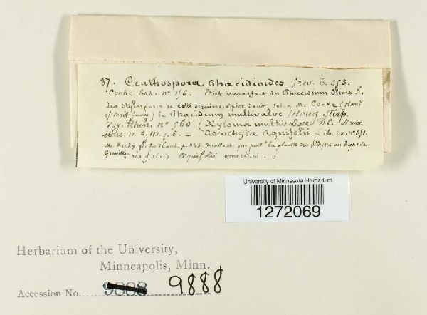 Ceuthospora phacidioides image