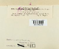 Ceuthospora phacidioides image