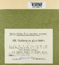 Ceuthospora phacidioides image