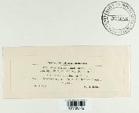 Ceuthospora phacidioides image