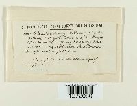 Chaetomium elatum image