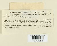 Chaetomium elatum image