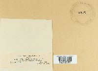 Chaetomium elatum image