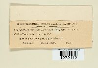 Chaetomium elatum image