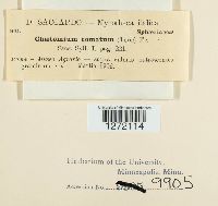 Chaetomium elatum image