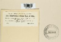 Chaetomium elatum image