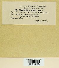 Chaetomium elatum image