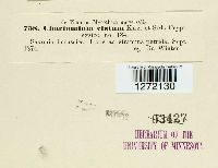 Chaetomium elatum image