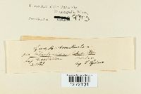 Chaetomium elatum image