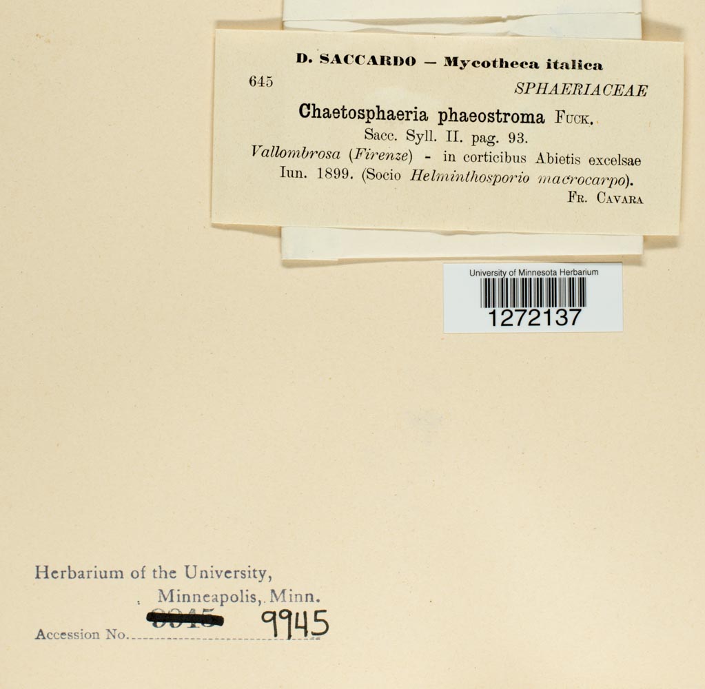 Chaetosphaerella phaeostroma image