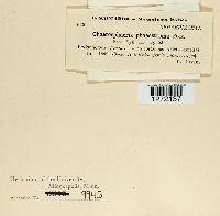 Media resource of Chaetosphaerella phaeostroma