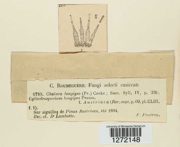 Chalara longipes image