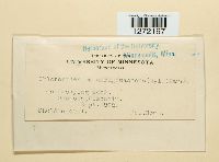 Chlorociboria aeruginascens image