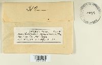 Chlorociboria aeruginascens image