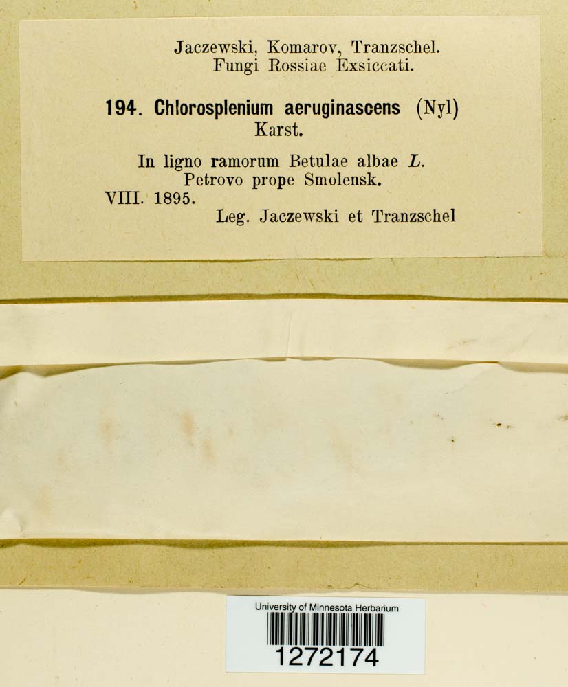 Chlorociboria aeruginosa image