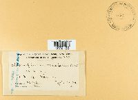 Chlorencoelia versiformis image