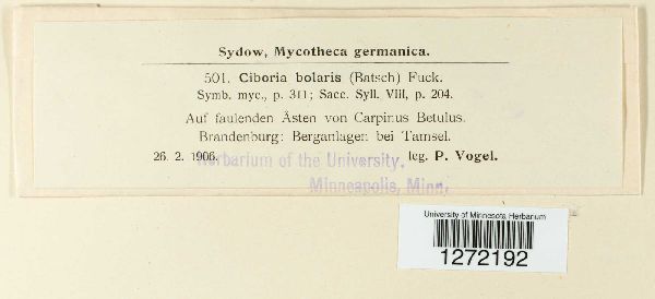 Rutstroemia bolaris image