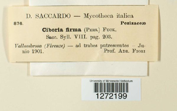 Rutstroemia firma image