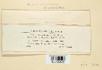 Rutstroemia firma image