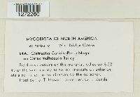 Cintractia caricis image