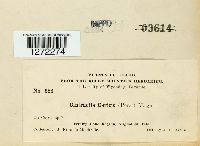 Cintractia caricis image