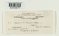 Cintractia caricis image