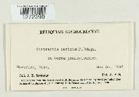 Cintractia caricis image